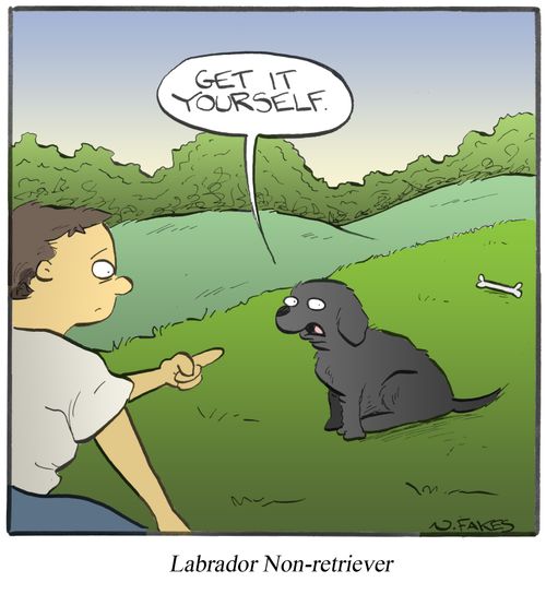 Labrador Non-retriever
