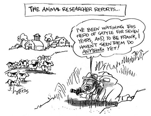 The Animal Researcher Reports...'I've been watching this herd of cattle for seven years, and to be frank, I haven't seen them do anything yet!'