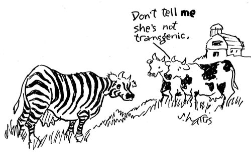 'Don't tell me she's not transgenic.'