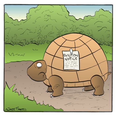 Turtle Eviction