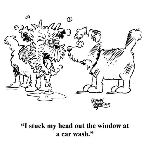 Messed up dog to other: 'I stuck my head out the window at the car wash.'