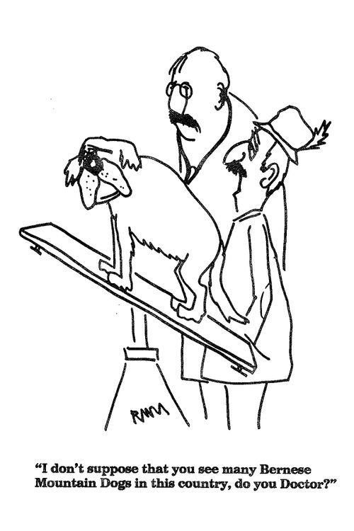'I don't suppose that you see many Bernese Mountain Dogs in this country...