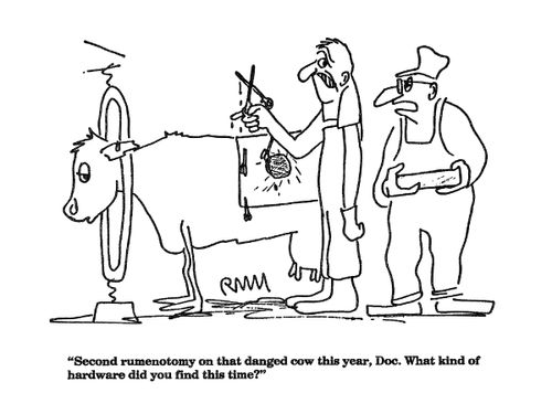 'Second rumenotomy on that danged cow this year, Doc....'
