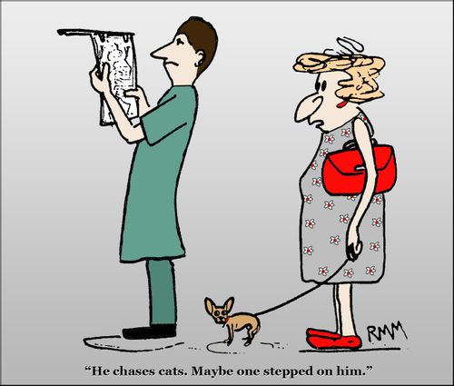 'He chases cats.  Maybe on stepped on him.'