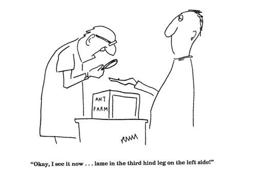 'Okay, I see it now...lame in the third hind leg on the left side!'