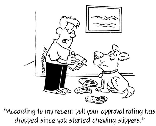 "According to my recent poll your approval rating has dropped since you started chewing slippers."