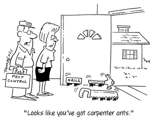 "Looks like you've got carpenter ants."