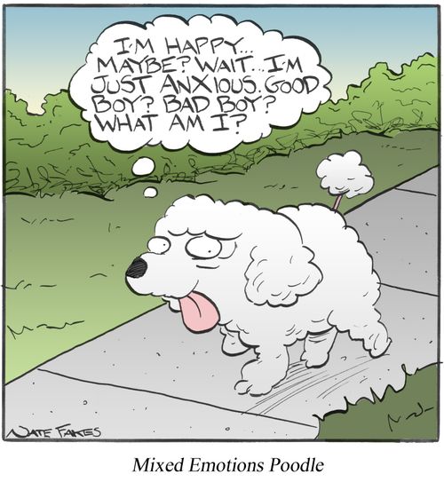 Mixed Emotions Poodle