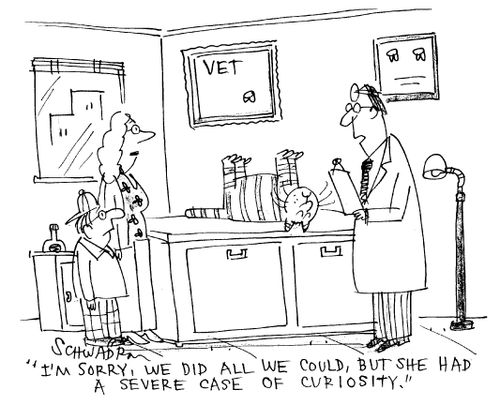 'I'm sorry, we did all we could, but she had a severe case of curiosity.'
