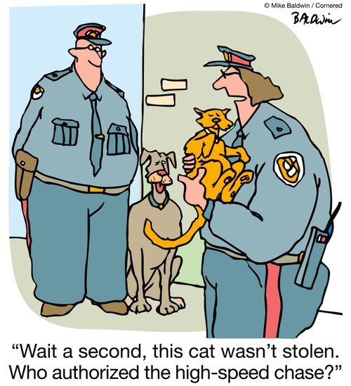 "Wait a second, this cat wasn't stolen. Who authorized the high-speed chase?"