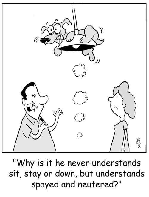 'Why is it he never understands sit,stay or down, but understands spayed and neutered?'