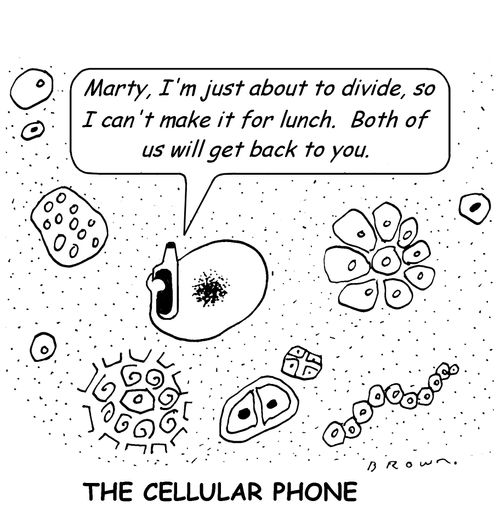 Bacteria speaks on cellular phone,'Marty, I'm just about to divide, so I can't make it for lunch.  Both of us will get back to you.'