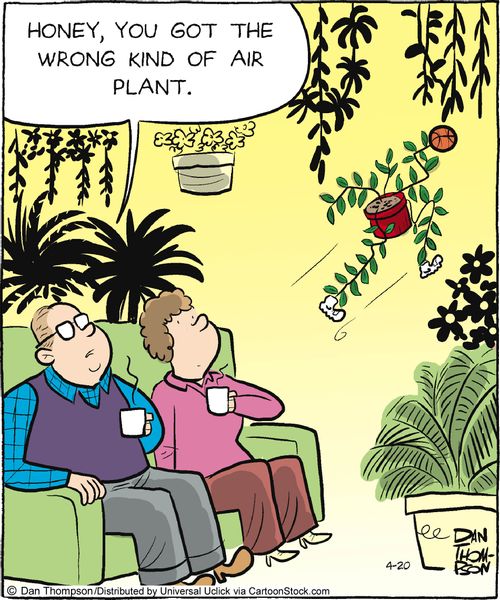 'Honey, you got the wrong kind of air plant.'