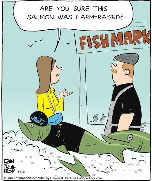 'Are you sure this salmon was farm-raised?'