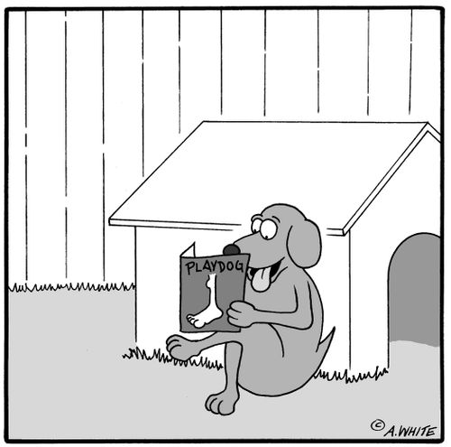 PlayDog.