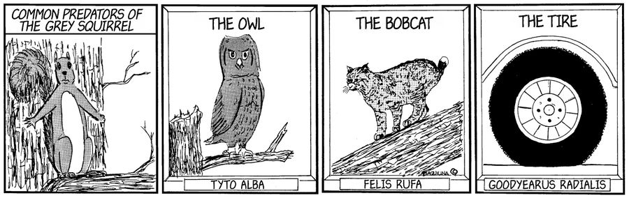 Common predators of the grey squirrel.