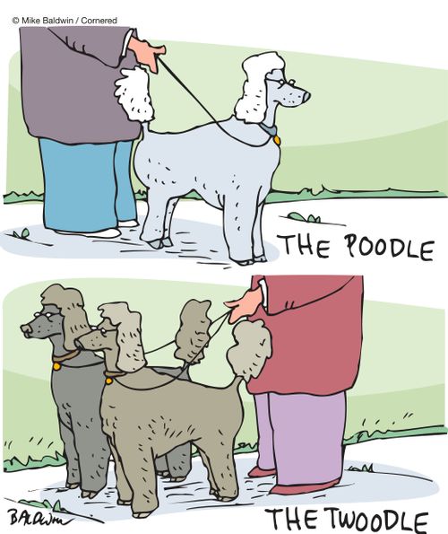 The Poodle and The Twooudle.