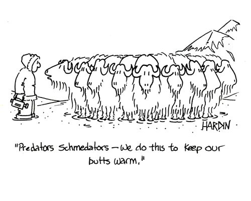 'Predators schmedators - we do this to keep our butts warm.'
