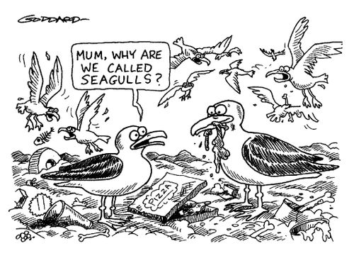 'Mum, why are we called seagulls?'
