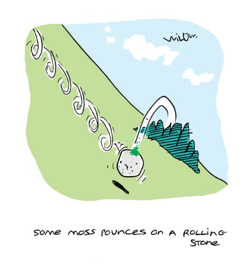 Some moss pounces on a rolling stone.