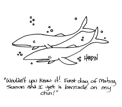'Wouldn't you know it! First day of mating season and I get a barnacle on my chin!'