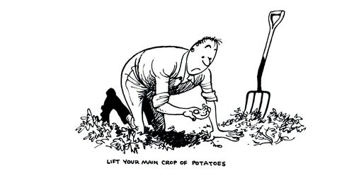 Lift your main crop of potatoes