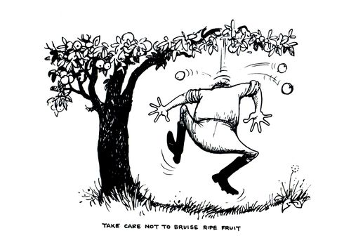 Take care not to bruise ripe fruit.