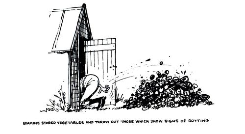 Examine stored vegetables and throw out those which show signs of rotting.