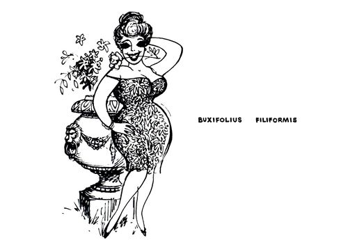 Buxifolius Filiformis