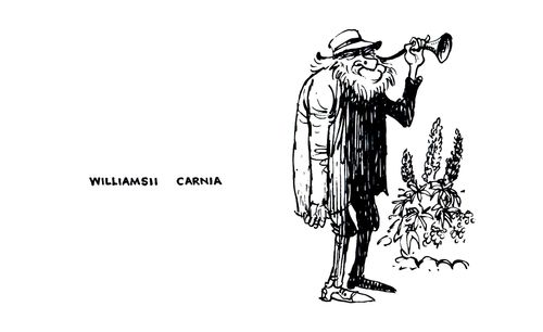 Williamsii Carnia