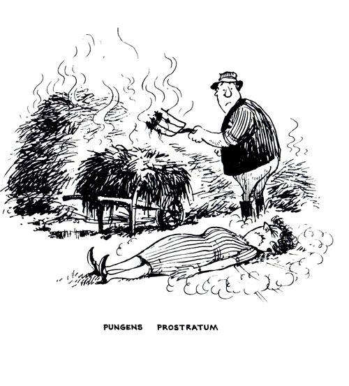Pungens Prostratum