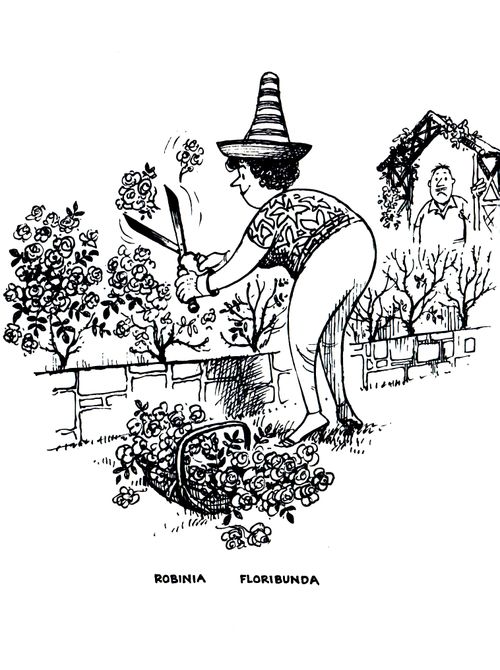 Robinia Floribunda