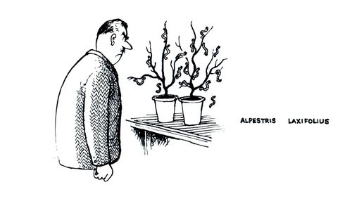 Alpestris Laxifolius