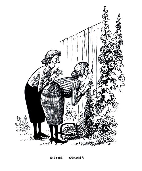 Sistus Curiosa