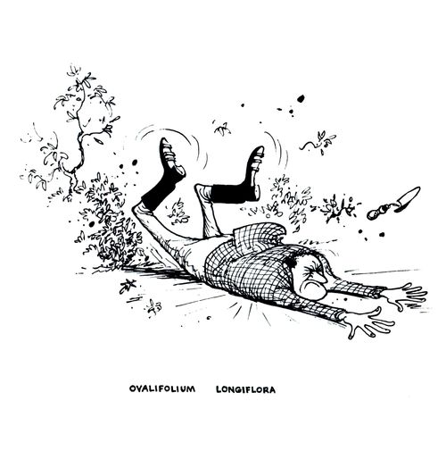 Ovalifolium Longifora