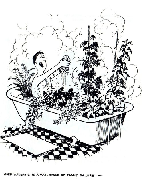 The Fireside Jungle: Over watering is a main cause of plant failure.