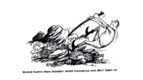 Remove plants from rockery aster flowering and split them up.