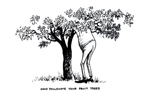 Hand pollenate your fruit trees