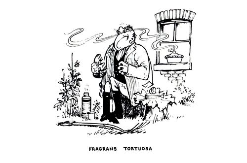 Fragrans Tortuosa