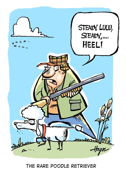'Steady Lulu, steady, ...HEEL!' - The Rare Poodle Retriever.