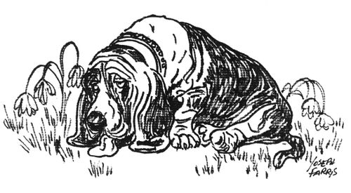 Basset Hound.