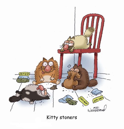 Kitty stoners.