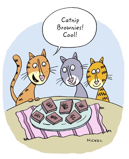 Catnip Brownies - Cool!