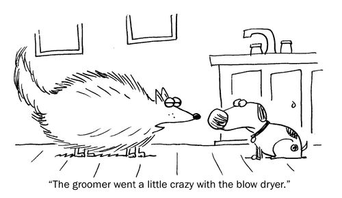 "The groomer went a little crazy with the blow dryer."