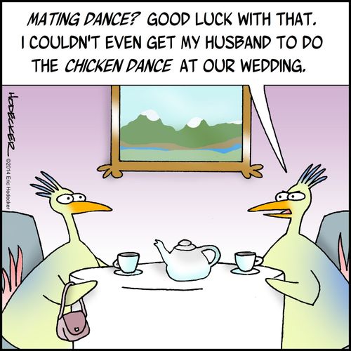 "Mating dance? Good luck with that. I couldn't even get my husband to do the chicken dance at our wedding."