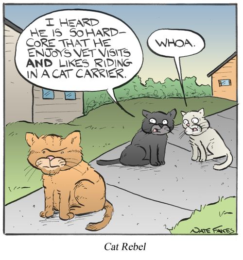 "I heard he is so hard-core that he enjoys vet visits and likes riding in a cat carrier."