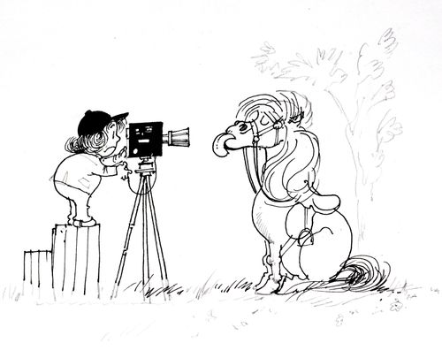 Pony Posing for a Photo