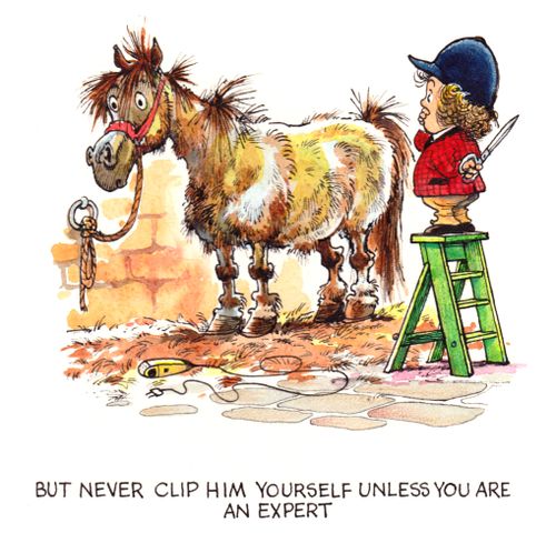 Never clip him yourself unless you are an expert.