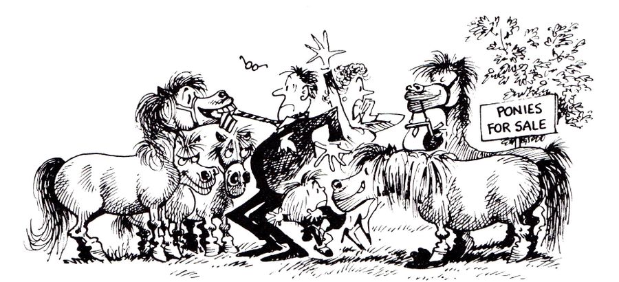 Ponies for Sale