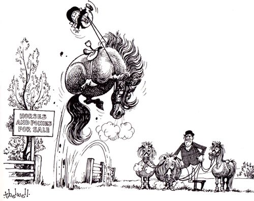 Horse and Ponies for Sale